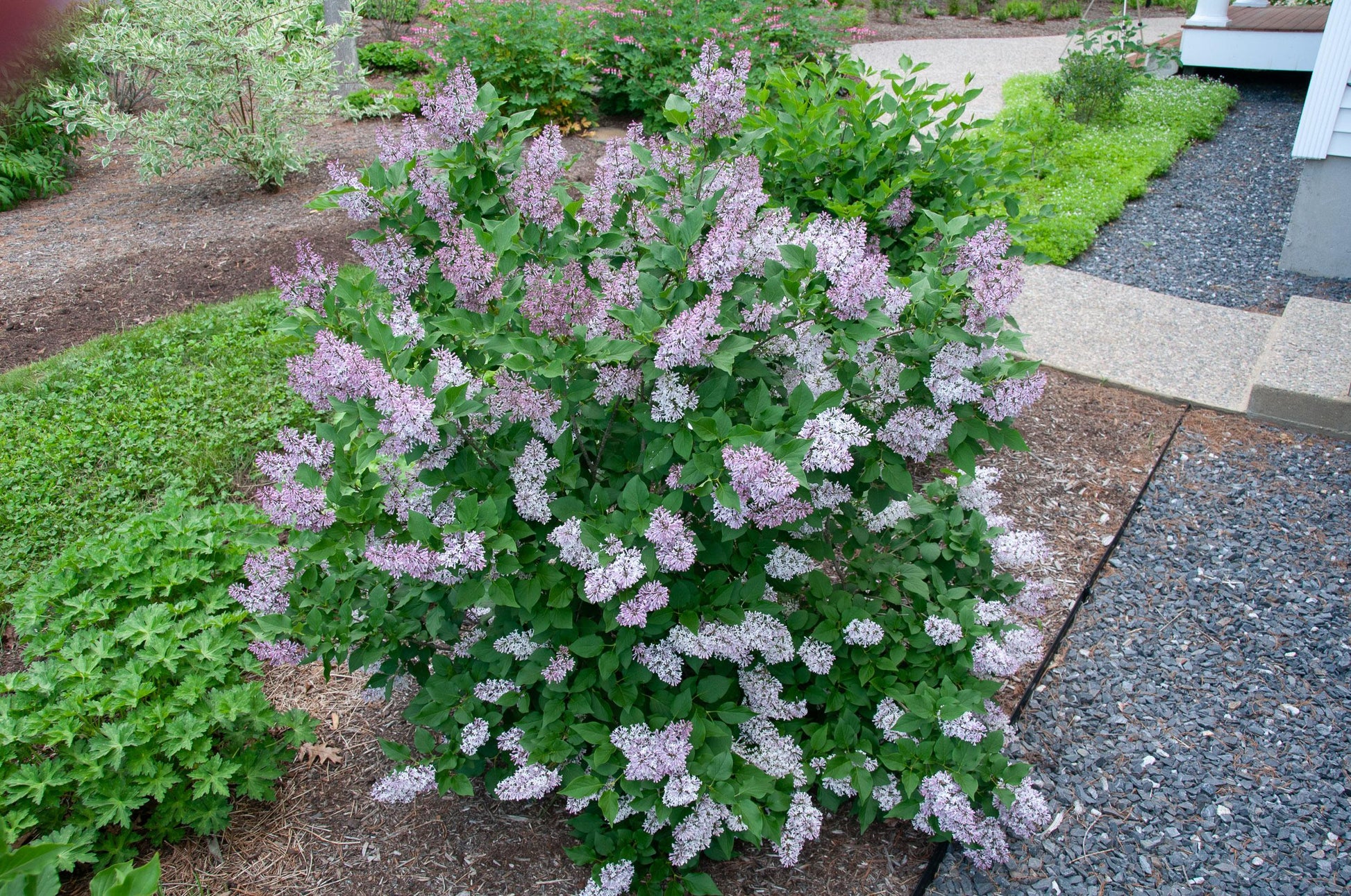 Syringa Patula Miss Kim - View 15 from www redcrocus com