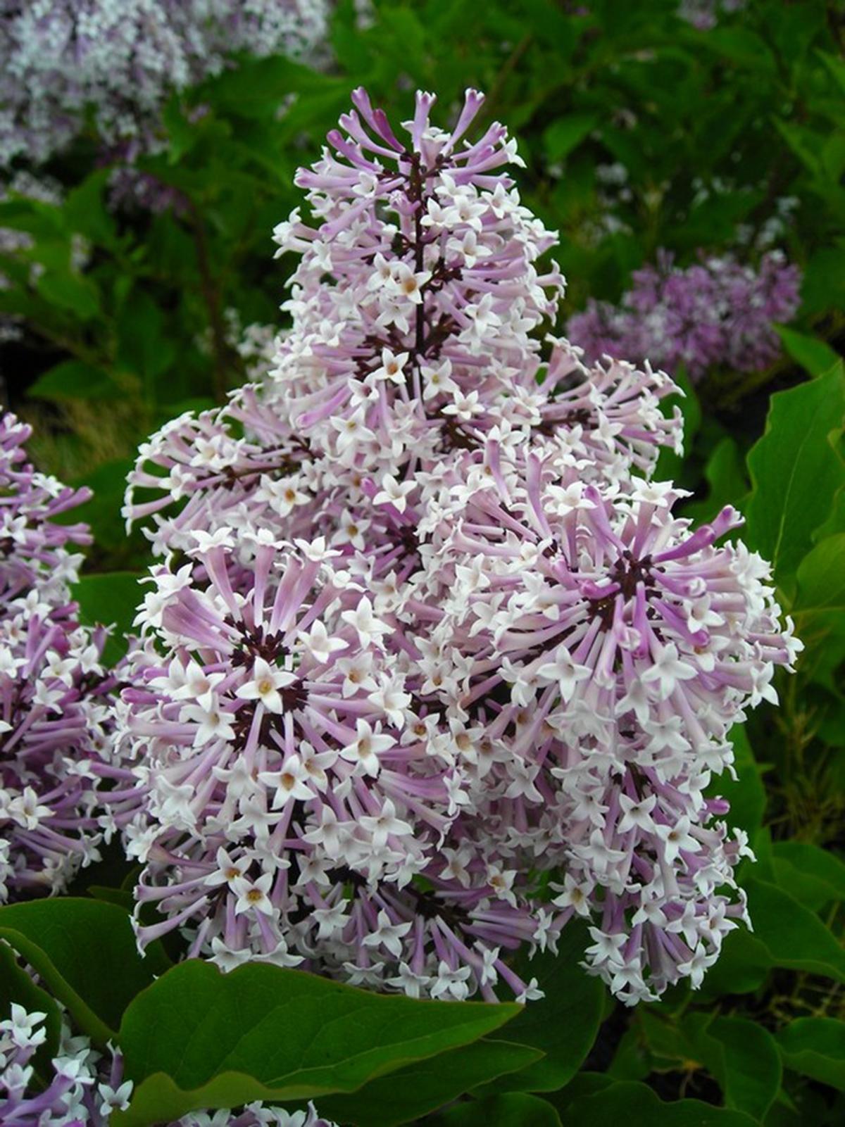 Syringa Patula Miss Kim - View 17 from www redcrocus com