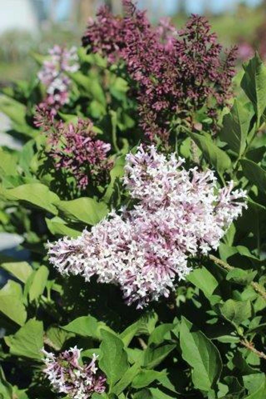 Syringa Patula Miss Kim - View 19 from www redcrocus com