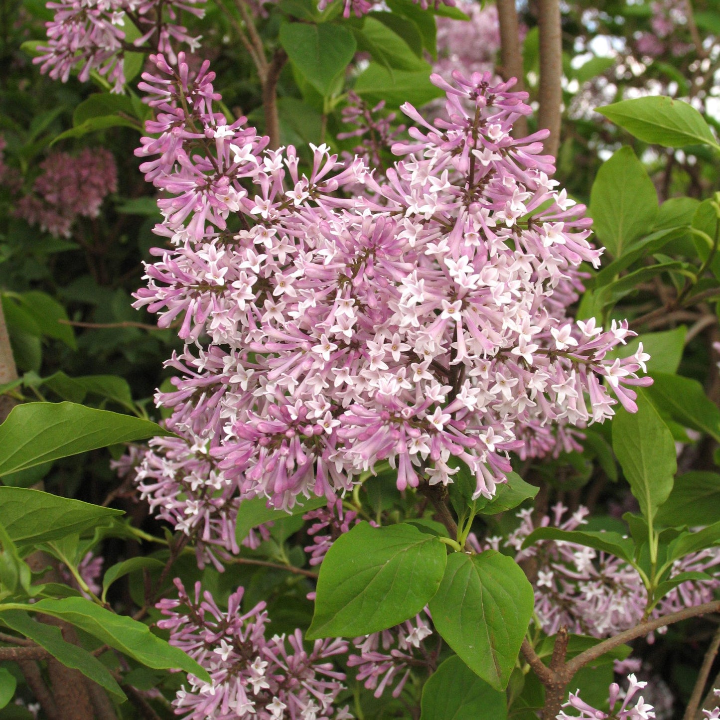 Syringa Patula Miss Kim - View 2 from www redcrocus com