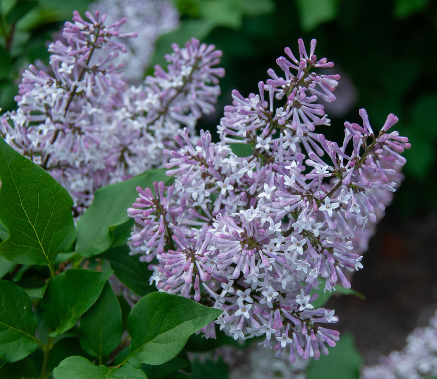 Syringa Patula Miss Kim - View 4 from www redcrocus com