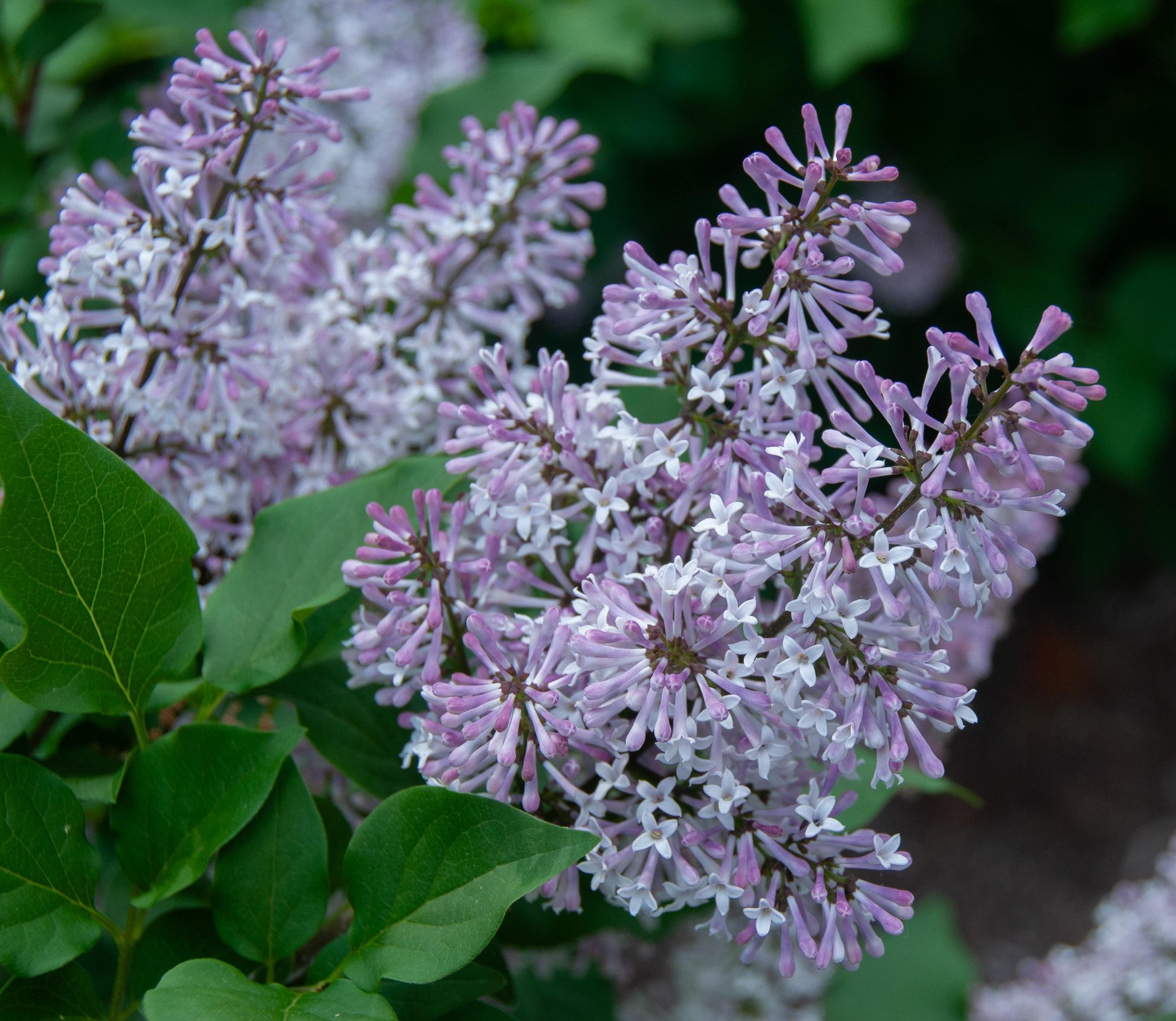 Syringa Patula Miss Kim - View 4 from www redcrocus com