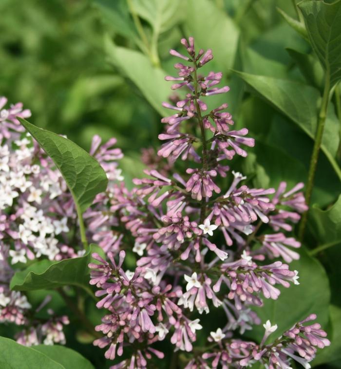 Syringa Patula Miss Kim - View 6 from www redcrocus com