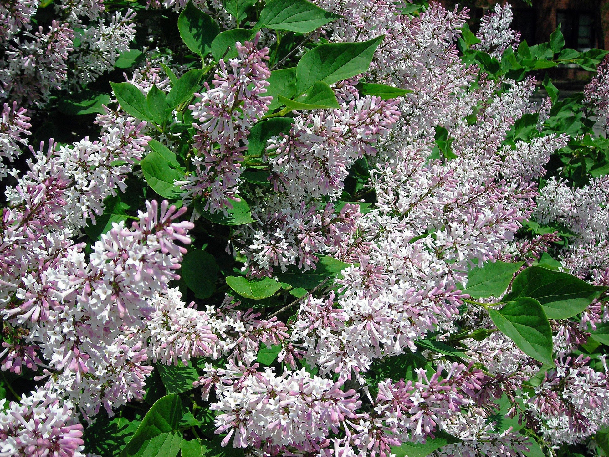 Syringa Patula Miss Kim - View 8 from www redcrocus com