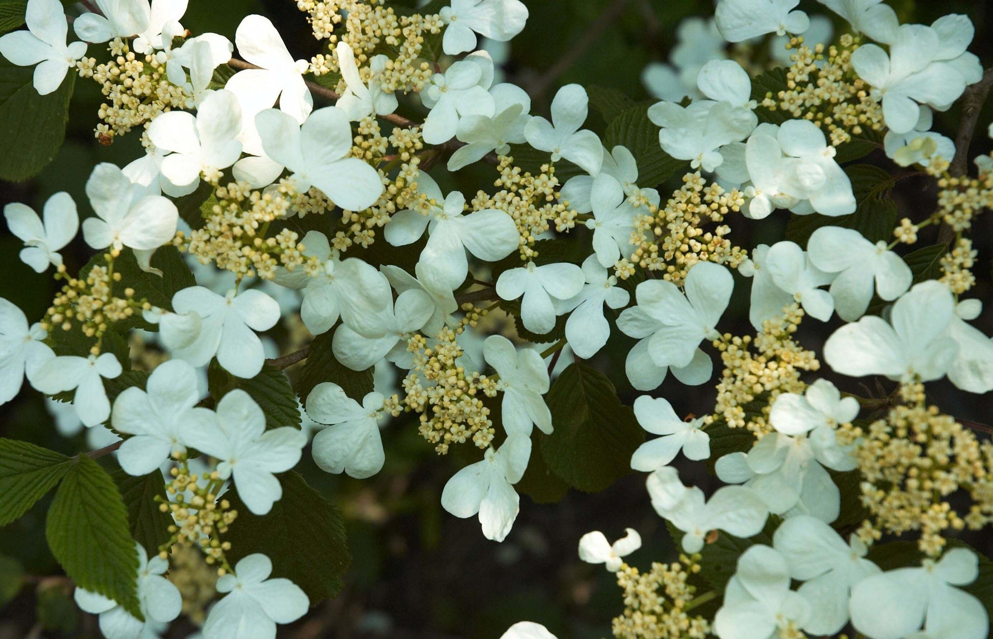 Viburnum Plicatum Var  Tomentosum Mariesii - View 11 from www redcrocus com