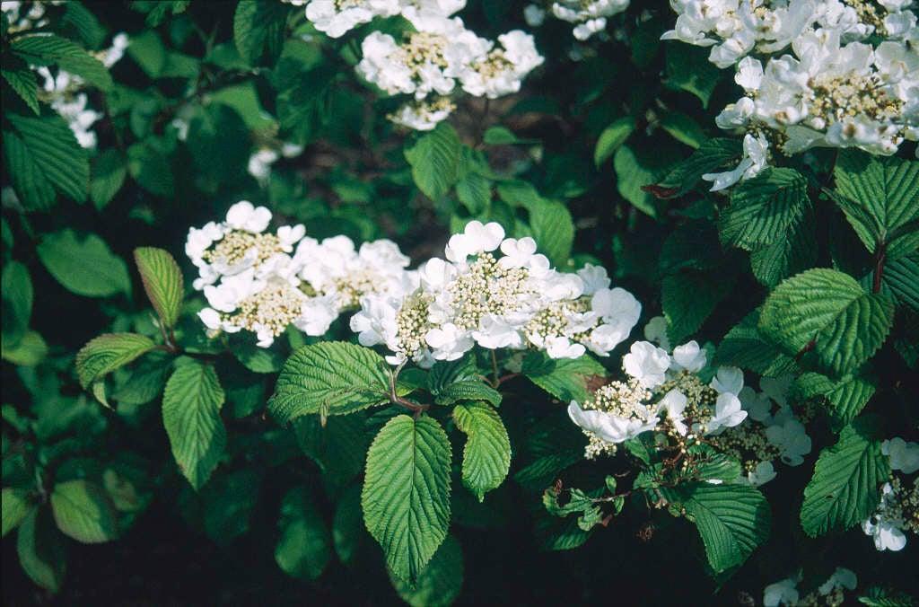 Viburnum Plicatum Var  Tomentosum Mariesii - View 13 from www redcrocus com