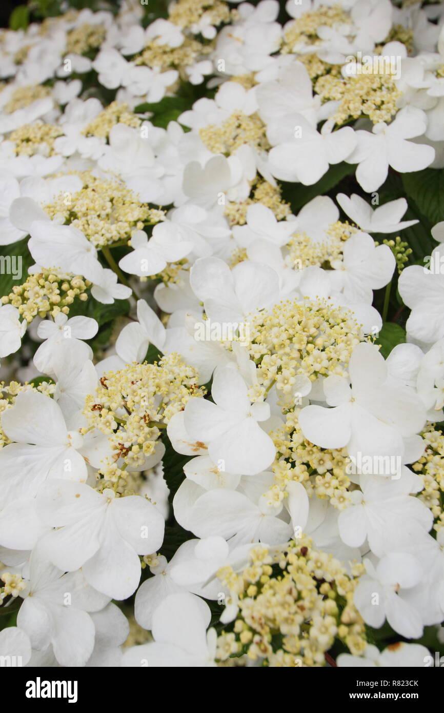 Viburnum Plicatum Var  Tomentosum Mariesii - View 15 from www redcrocus com