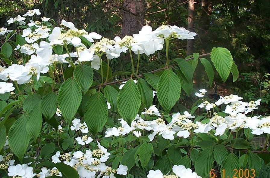 Viburnum Plicatum Var  Tomentosum Mariesii - View 4 from www redcrocus com