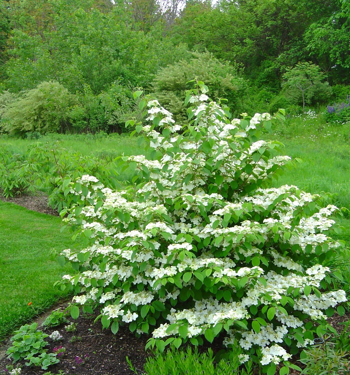 Viburnum Plicatum Var  Tomentosum Mariesii - View 6 from www redcrocus com
