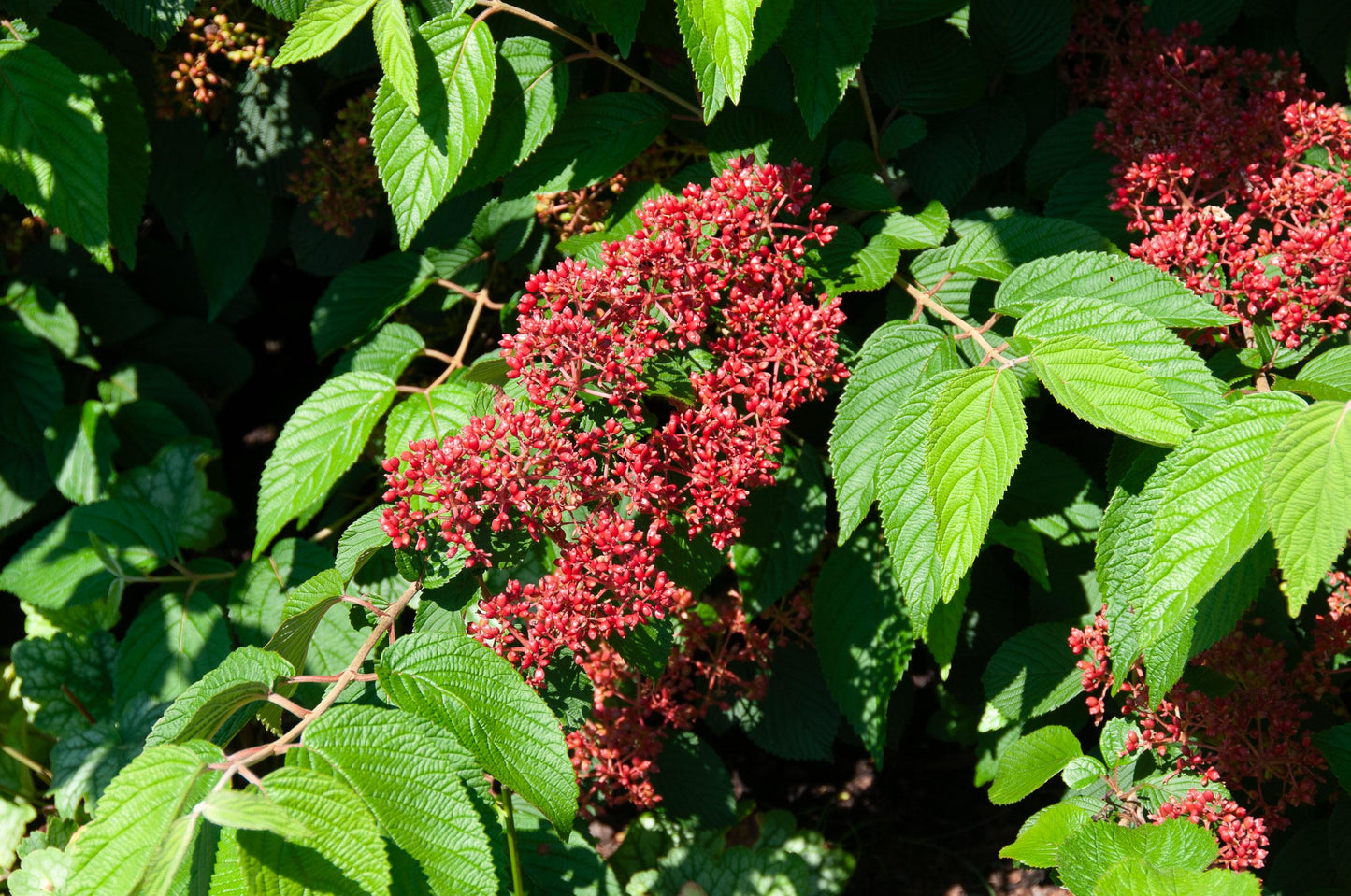 Viburnum Plicatum Var  Tomentosum Mariesii - View 7 from www redcrocus com