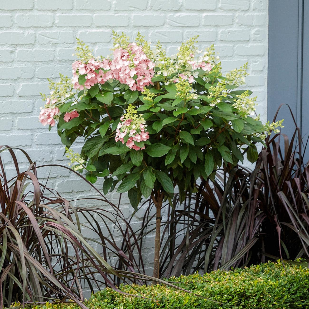 Hydrangea Paniculata 'pinky Winky' Tree Form - View 12 from www redcrocus com