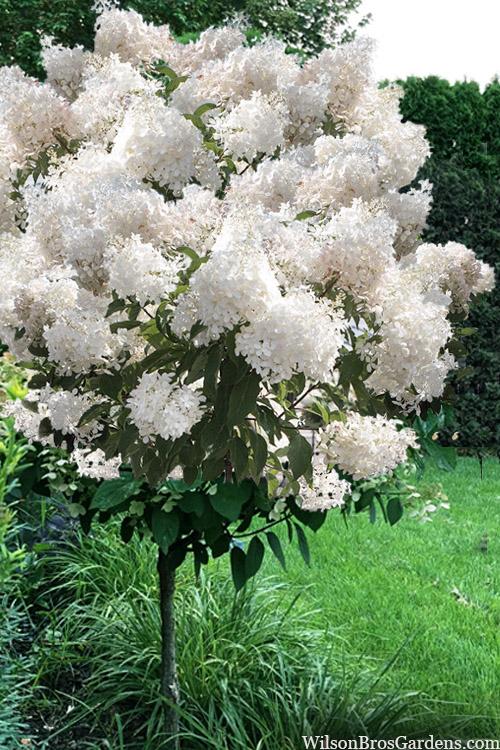 Hydrangea Paniculata 'pinky Winky' Tree Form - View 13 from www redcrocus com