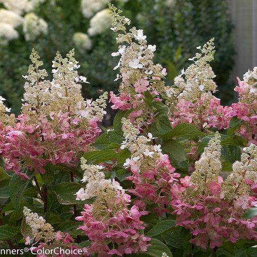 Hydrangea Paniculata 'pinky Winky' Tree Form - View 15 from www redcrocus com
