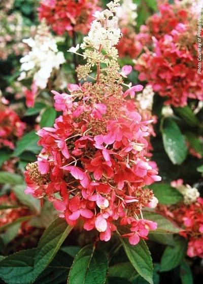 Hydrangea Paniculata 'pinky Winky' Tree Form - View 16 from www redcrocus com