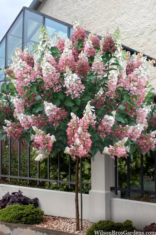 Hydrangea Paniculata 'pinky Winky' Tree Form - View 1 from www redcrocus com