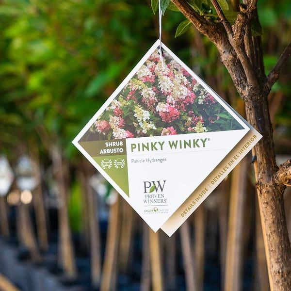 Hydrangea Paniculata 'pinky Winky' Tree Form - View 20 from www redcrocus com