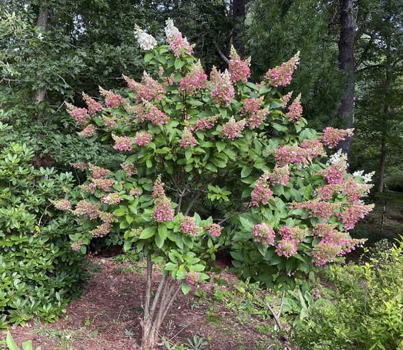 Hydrangea Paniculata 'pinky Winky' Tree Form - View 21 from www redcrocus com