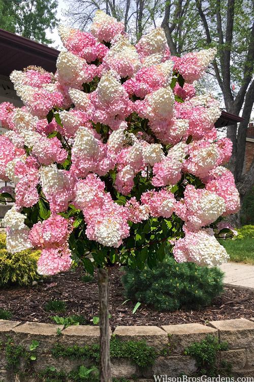Hydrangea Paniculata 'pinky Winky' Tree Form - View 22 from www redcrocus com