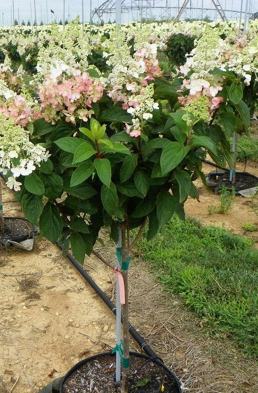 Hydrangea Paniculata 'pinky Winky' Tree Form - View 23 from www redcrocus com