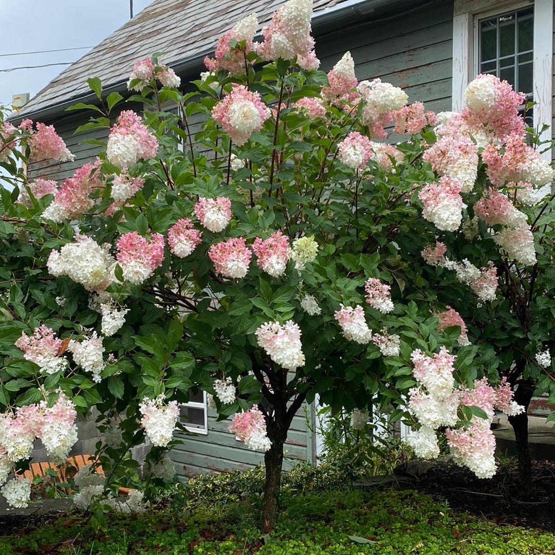 Hydrangea Paniculata 'pinky Winky' Tree Form - View 24 from www redcrocus com
