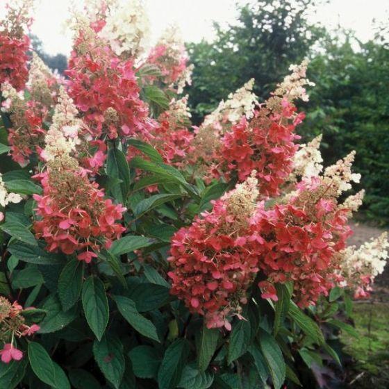 Hydrangea Paniculata 'pinky Winky' Tree Form - View 27 from www redcrocus com