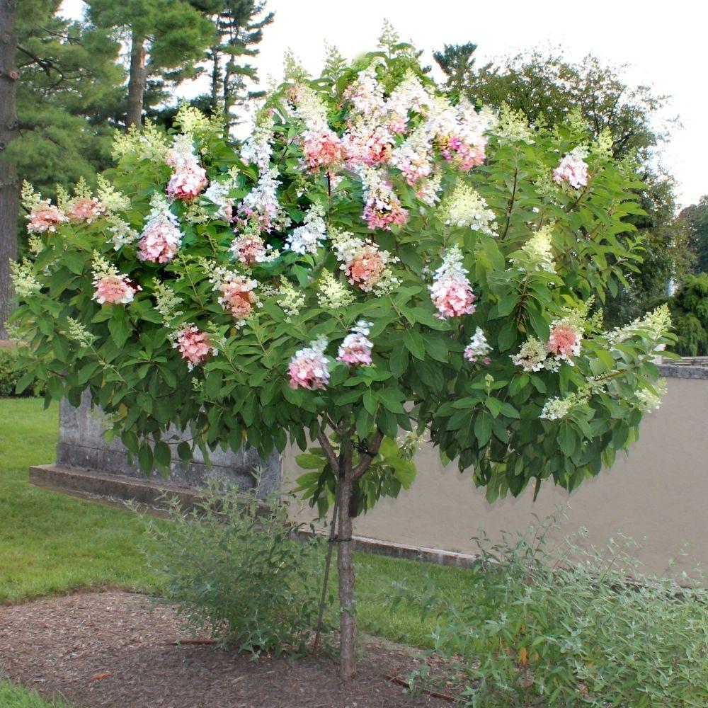 Hydrangea Paniculata 'pinky Winky' Tree Form - View 28 from www redcrocus com