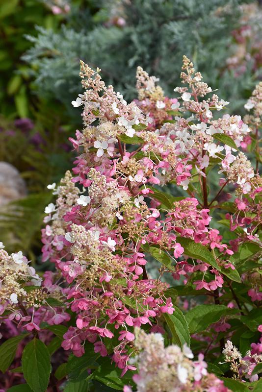 Hydrangea Paniculata 'pinky Winky' Tree Form - View 2 from www redcrocus com