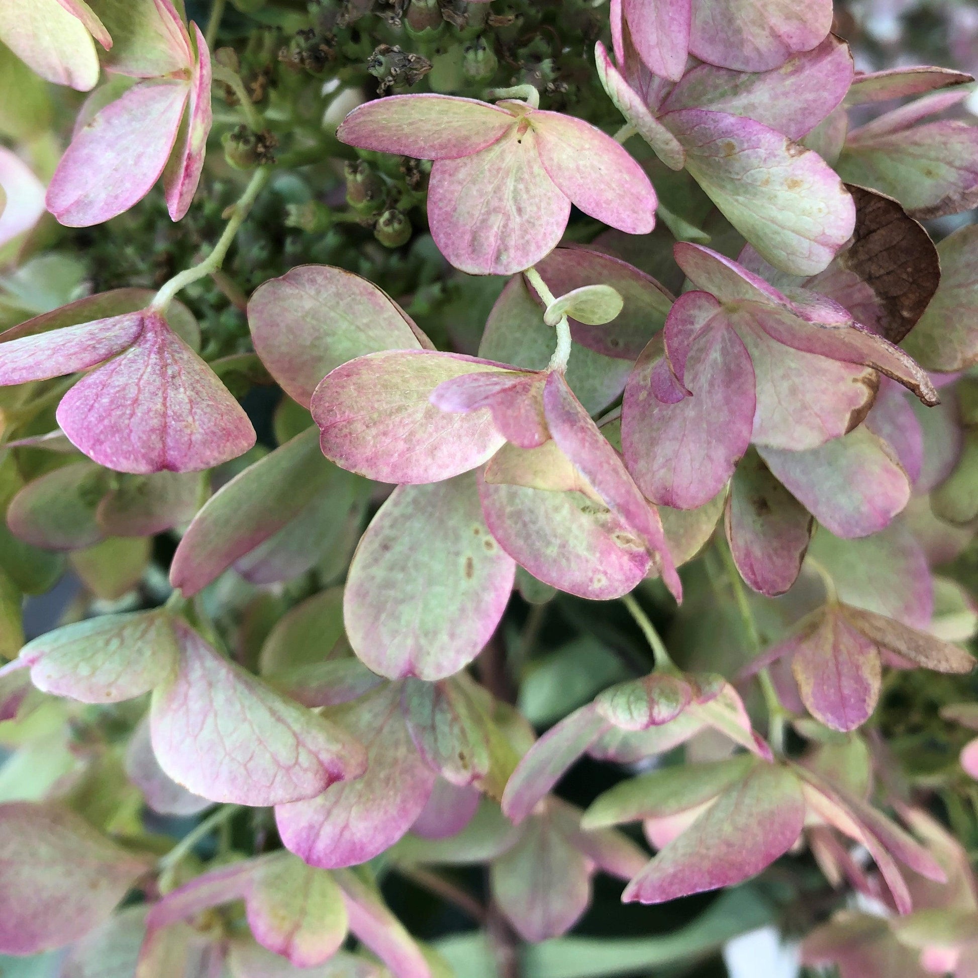 Hydrangea Paniculata 'pinky Winky' Tree Form - View 30 from www redcrocus com