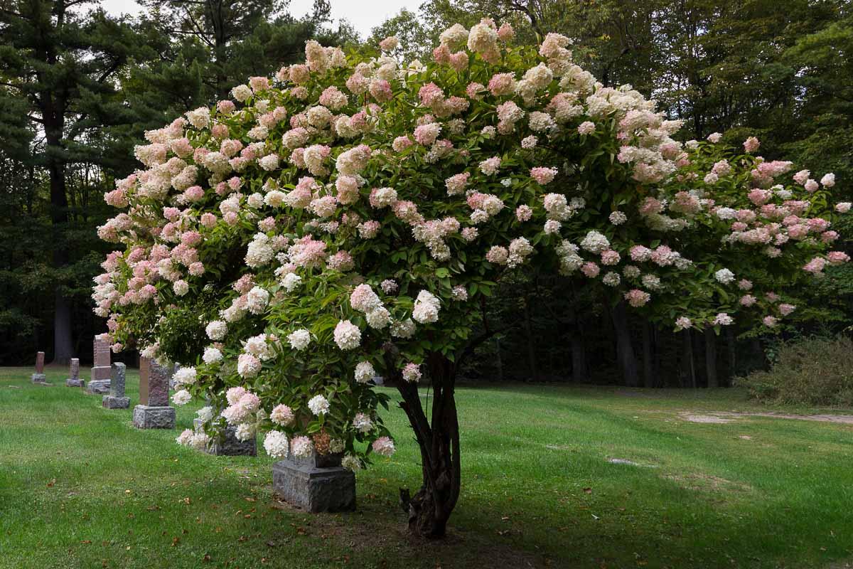 Hydrangea Paniculata 'pinky Winky' Tree Form - View 31 from www redcrocus com
