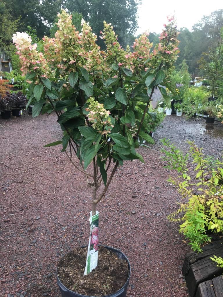 Hydrangea Paniculata 'pinky Winky' Tree Form - View 32 from www redcrocus com