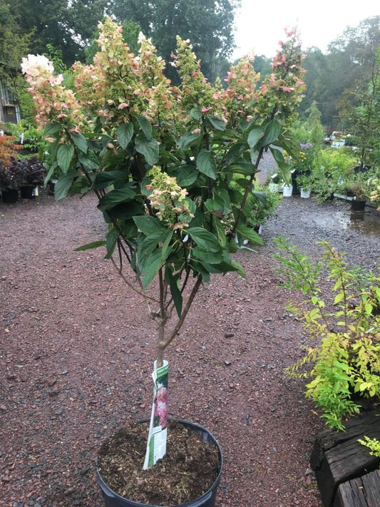 Hydrangea Paniculata 'pinky Winky' Tree Form - View 32 from www redcrocus com