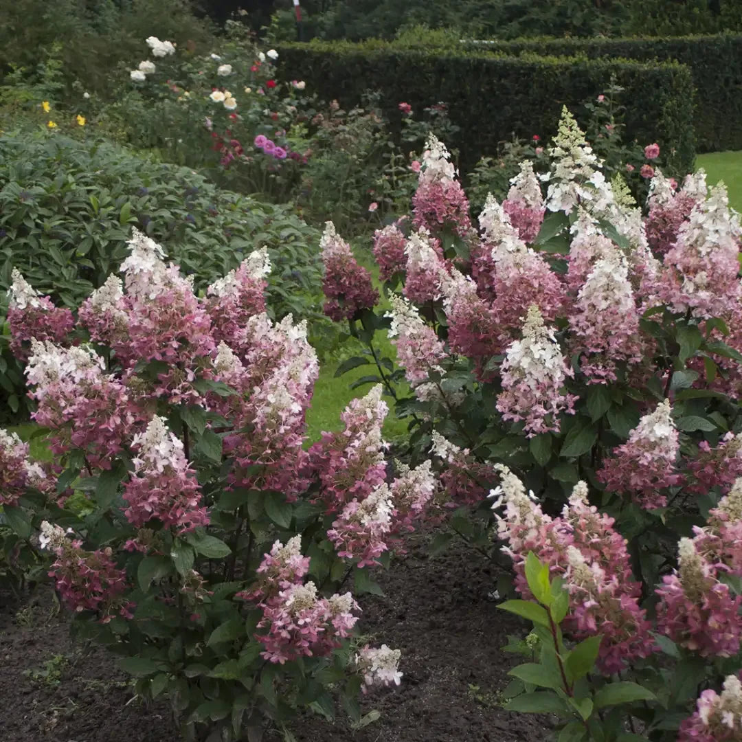Hydrangea Paniculata 'pinky Winky' Tree Form - View 32 from www redcrocus com
