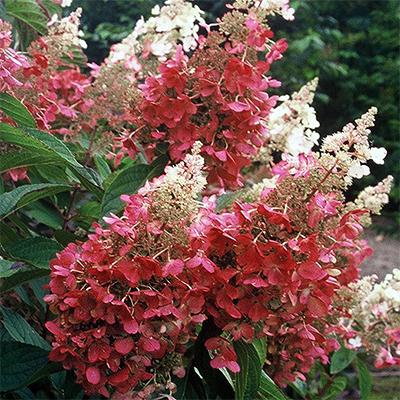 Hydrangea Paniculata 'pinky Winky' Tree Form - View 34 from www redcrocus com