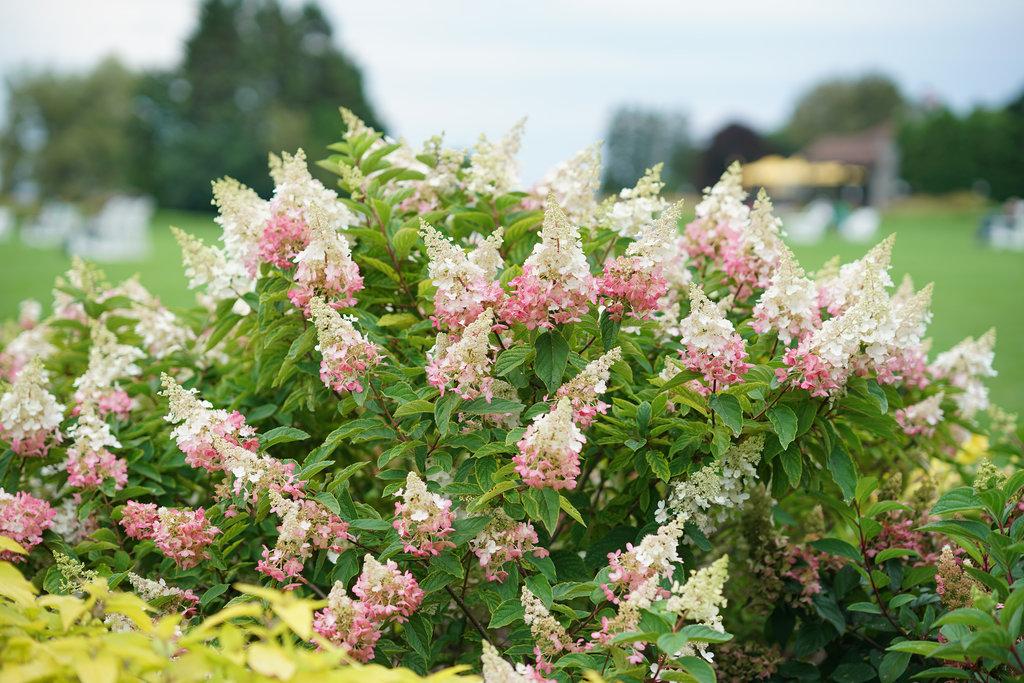 Hydrangea Paniculata 'pinky Winky' Tree Form - View 35 from www redcrocus com