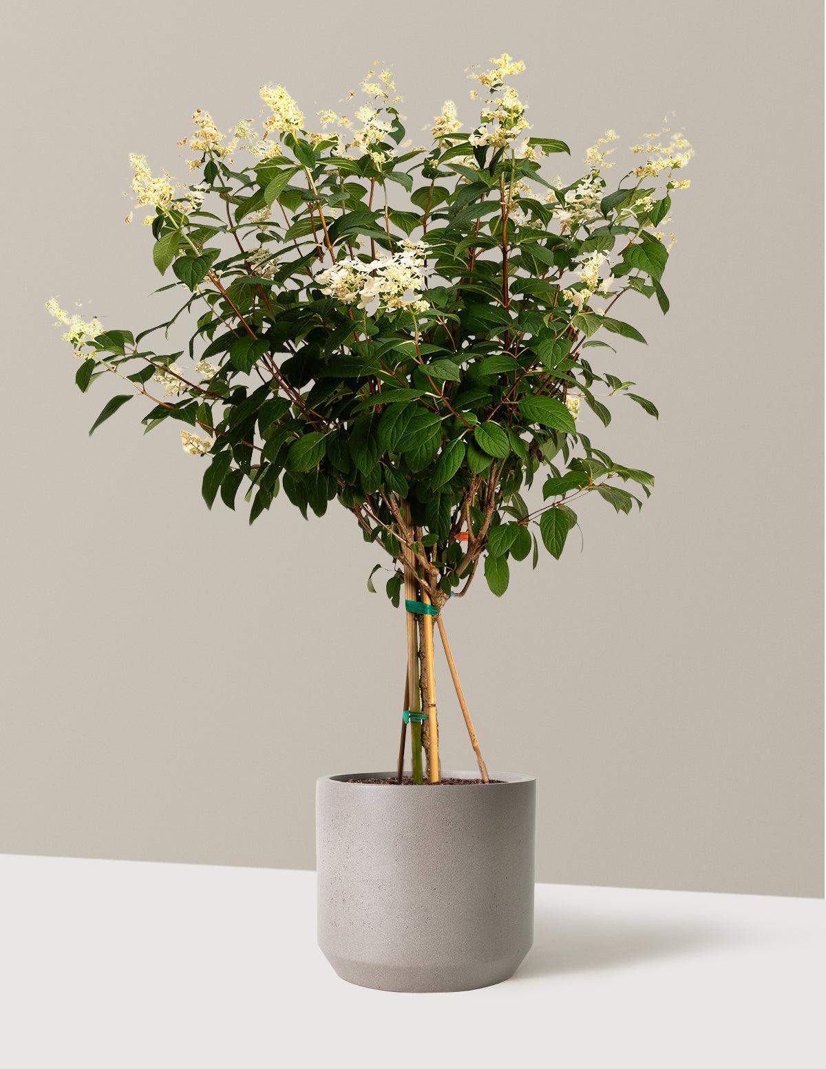 Hydrangea Paniculata 'pinky Winky' Tree Form - View 37 from www redcrocus com