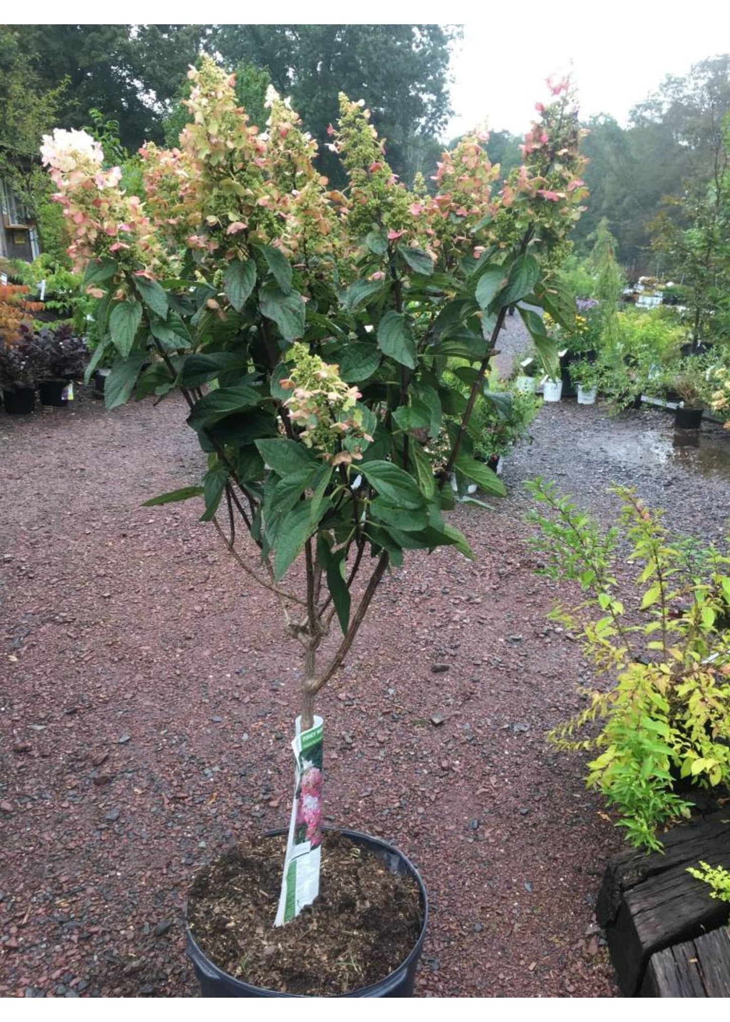 Hydrangea Paniculata 'pinky Winky' Tree Form - View 38 from www redcrocus com