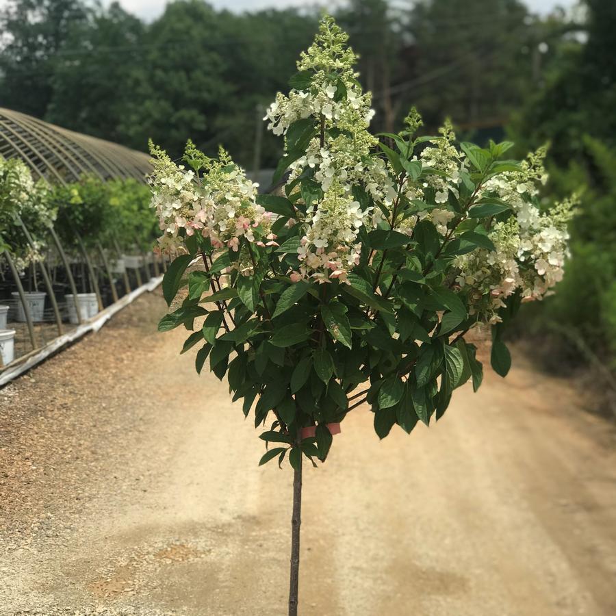 Hydrangea Paniculata 'pinky Winky' Tree Form - View 3 from www redcrocus com
