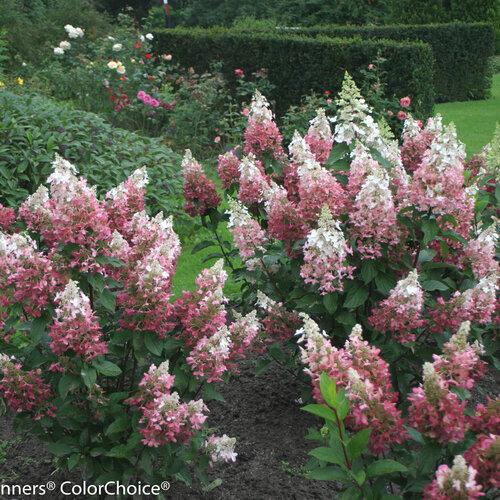 Hydrangea Paniculata 'pinky Winky' Tree Form - View 40 from www redcrocus com