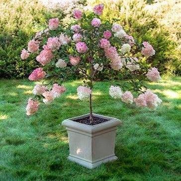 Hydrangea Paniculata 'pinky Winky' Tree Form - View 4 from www redcrocus com