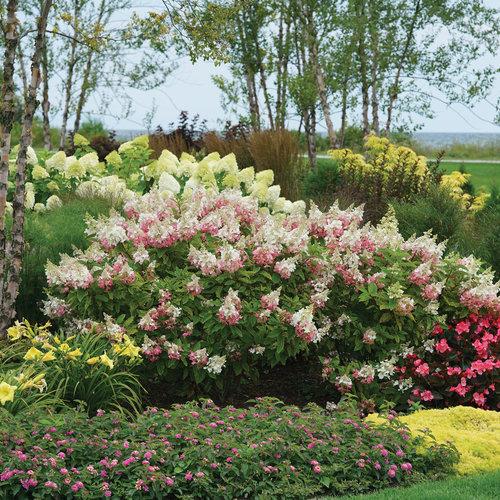 Hydrangea Paniculata 'pinky Winky' Tree Form - View 8 from www redcrocus com