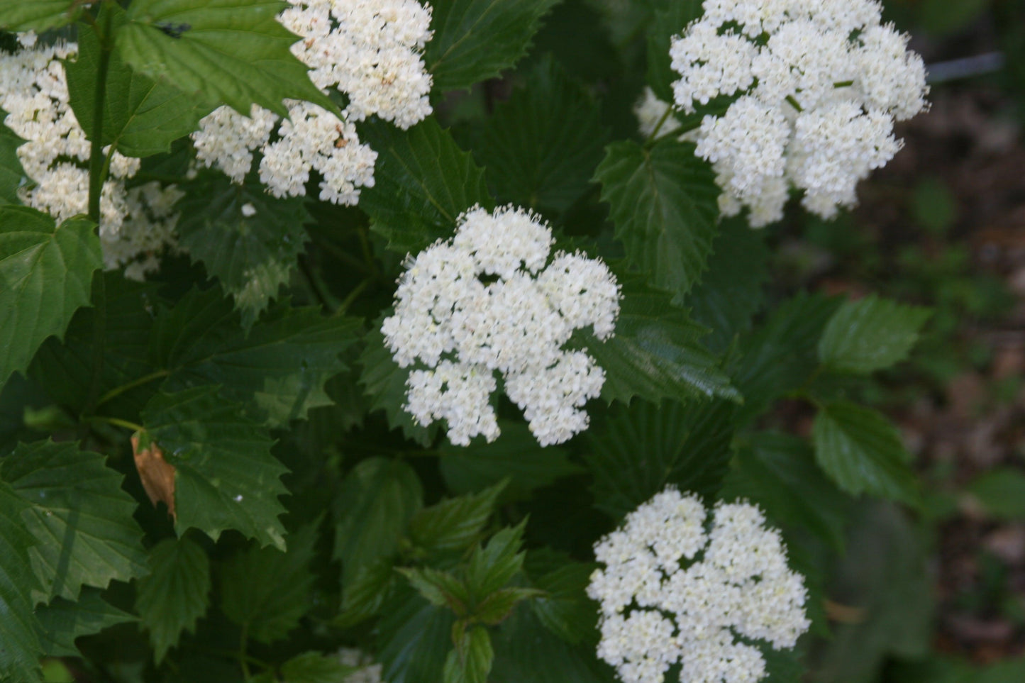 Viburnum Dentatum - View 11 from www redcrocus com