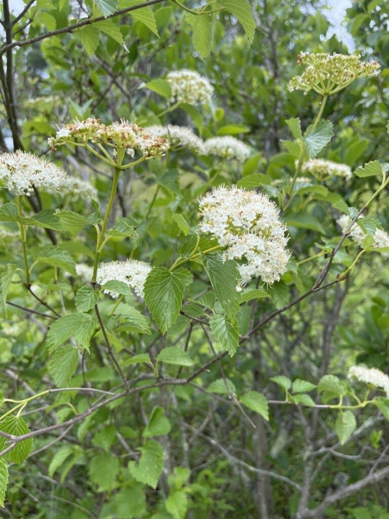 Viburnum Dentatum - View 14 from www redcrocus com