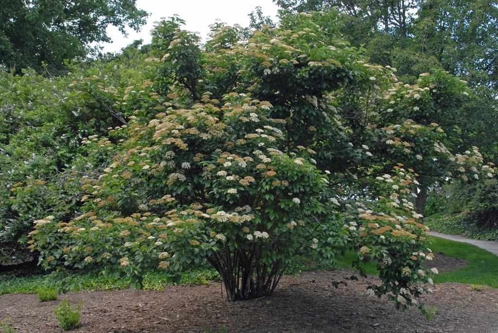 Viburnum Dentatum - View 18 from www redcrocus com