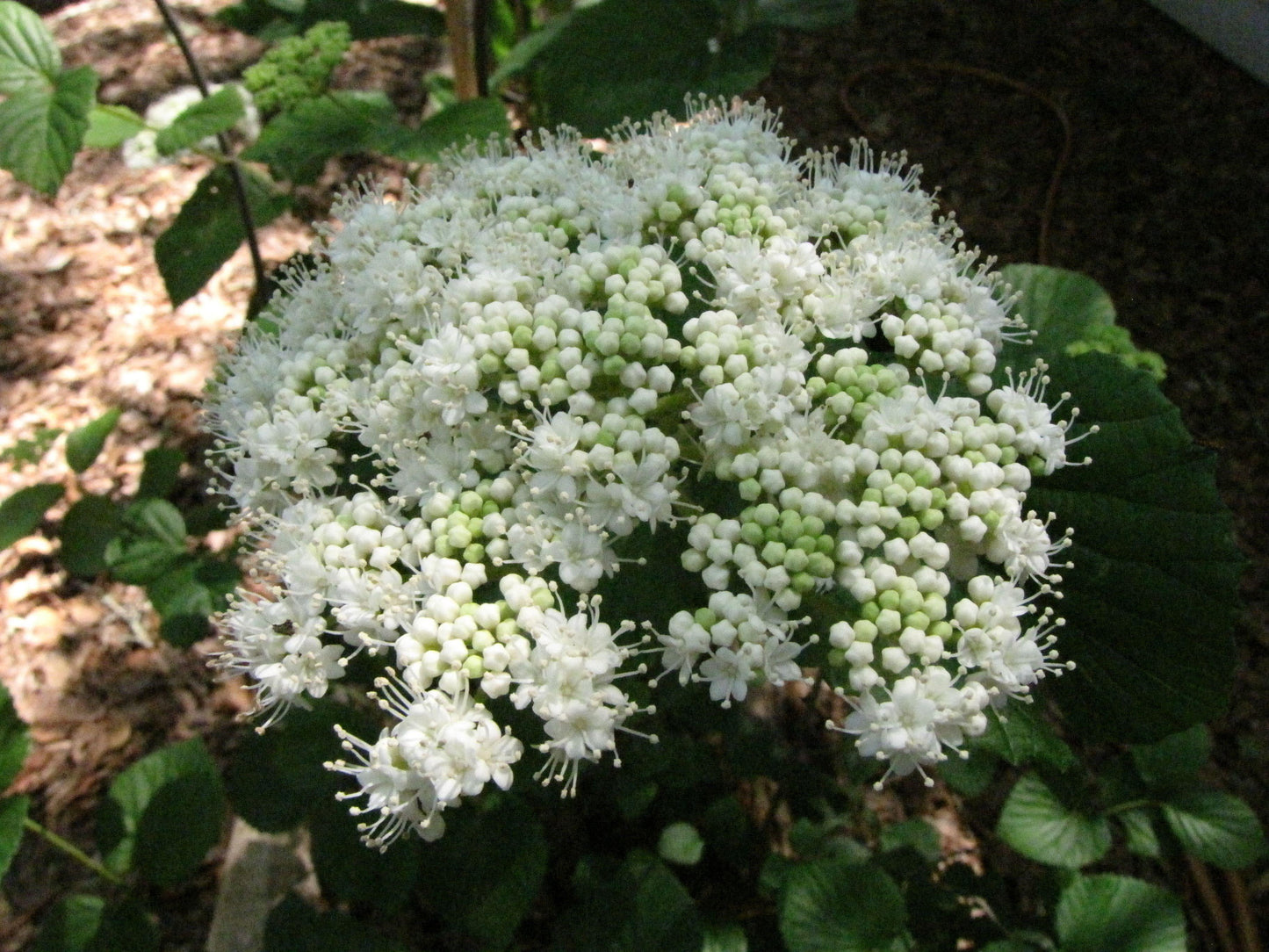 Viburnum Dentatum - View 21 from www redcrocus com