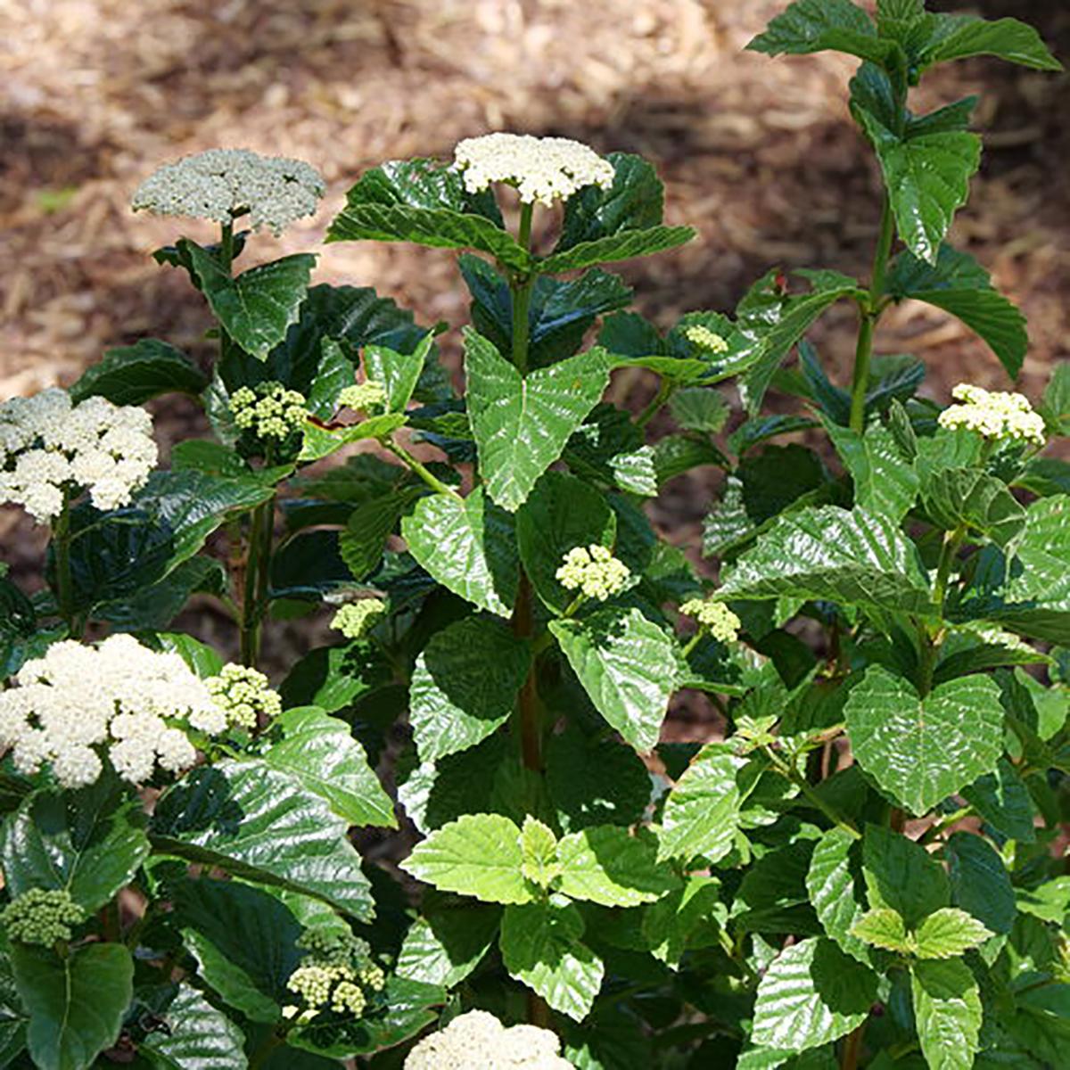 Viburnum Dentatum - View 22 from www redcrocus com