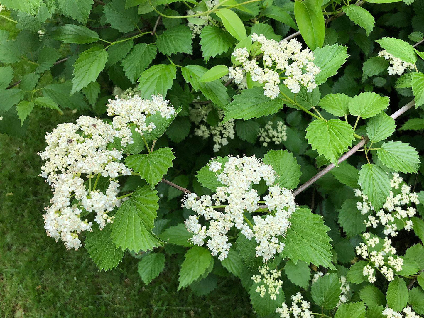 Viburnum Dentatum - View 8 from www redcrocus com
