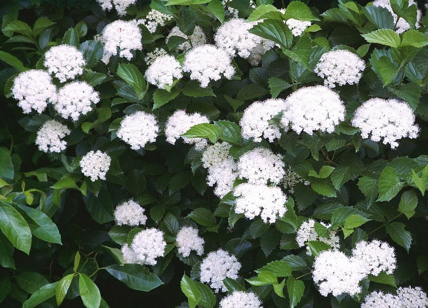 Viburnum Dentatum - View 9 from www redcrocus com