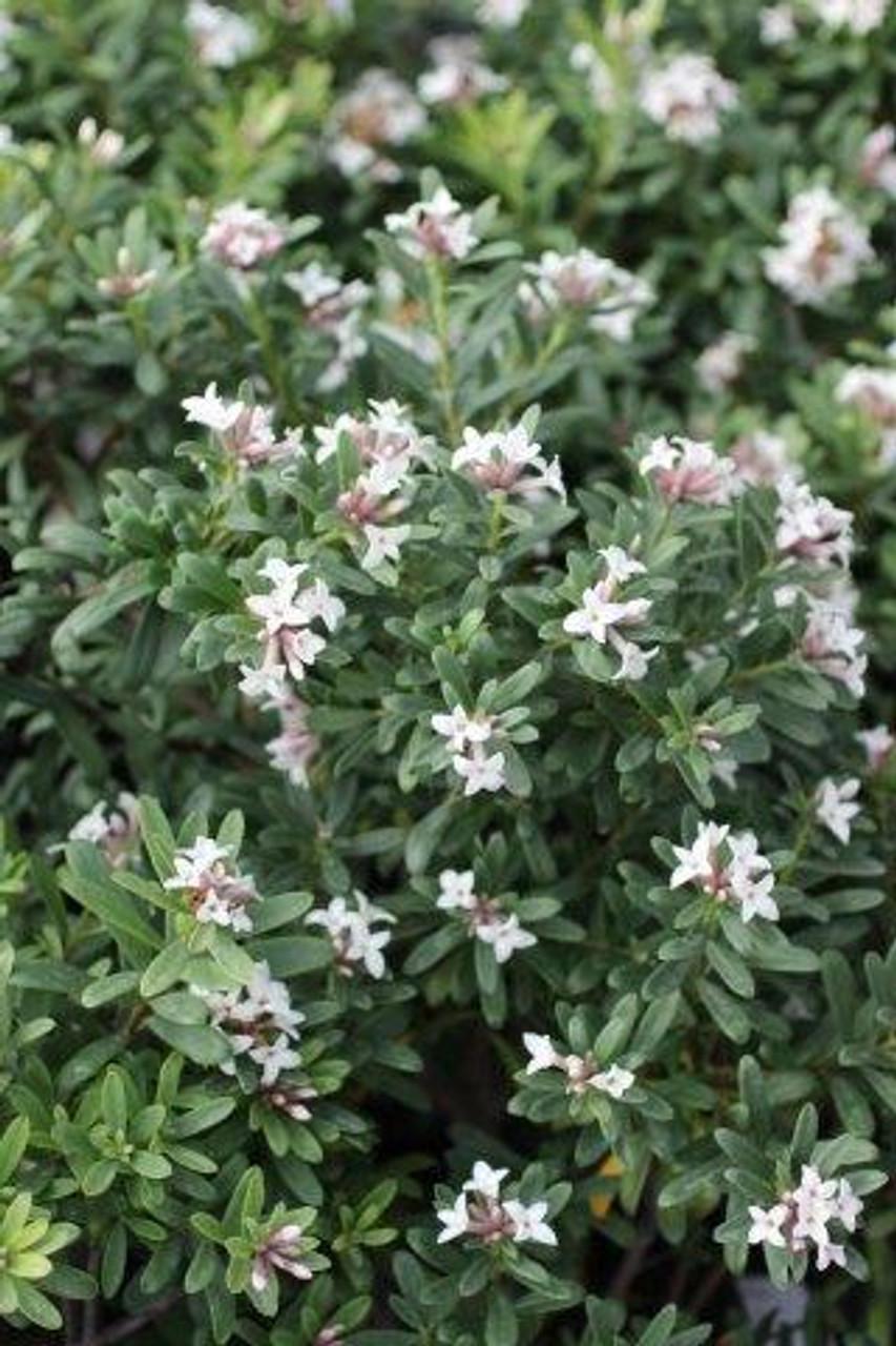 Daphne Transatlantica Eternal Fragrance - View 10 from www redcrocus com