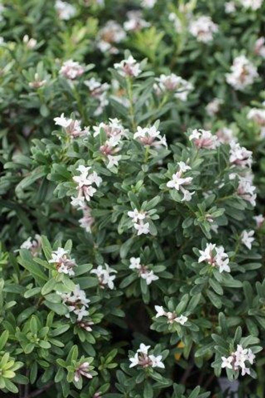 Daphne Transatlantica Eternal Fragrance - View 10 from www redcrocus com