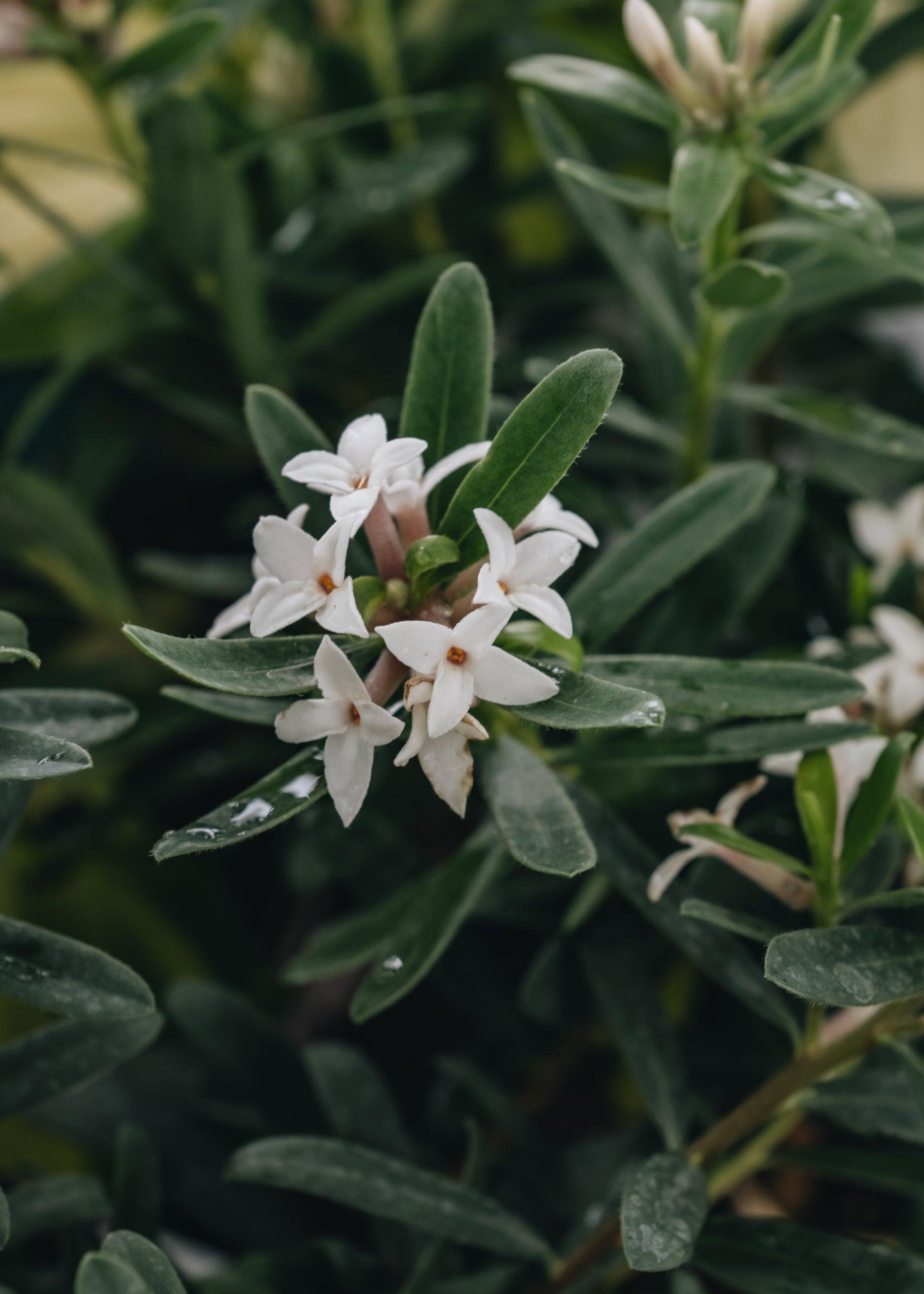 Daphne Transatlantica Eternal Fragrance - View 11 from www redcrocus com